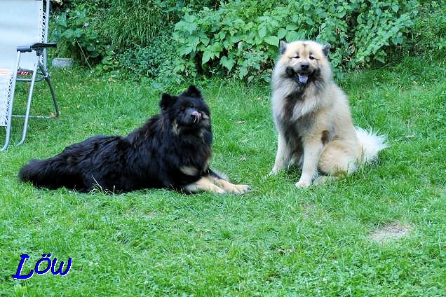 14.6.2019 - Dwix und Howard bereiten sich seelisch auf die EuroDog vor